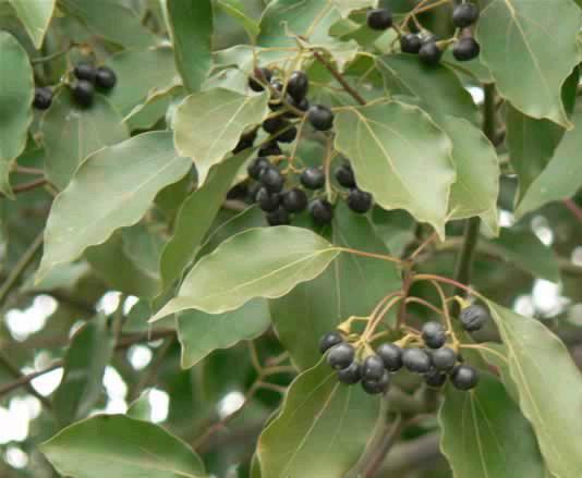 花在盆底放点小东西,花卉再也不烂根不长虫|烂根|养花|樟脑_新浪新闻