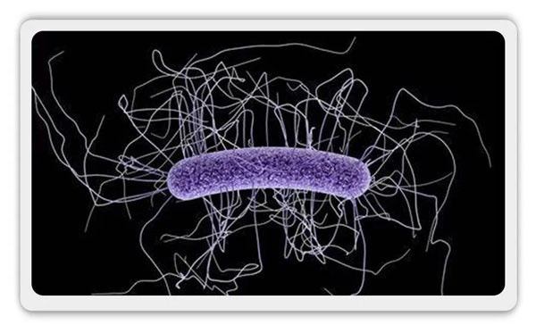 便便打败“超级细菌”！粪菌移植治疗艰难梭菌，完胜抗生素休闲区蓝鸢梦想 - Www.slyday.coM