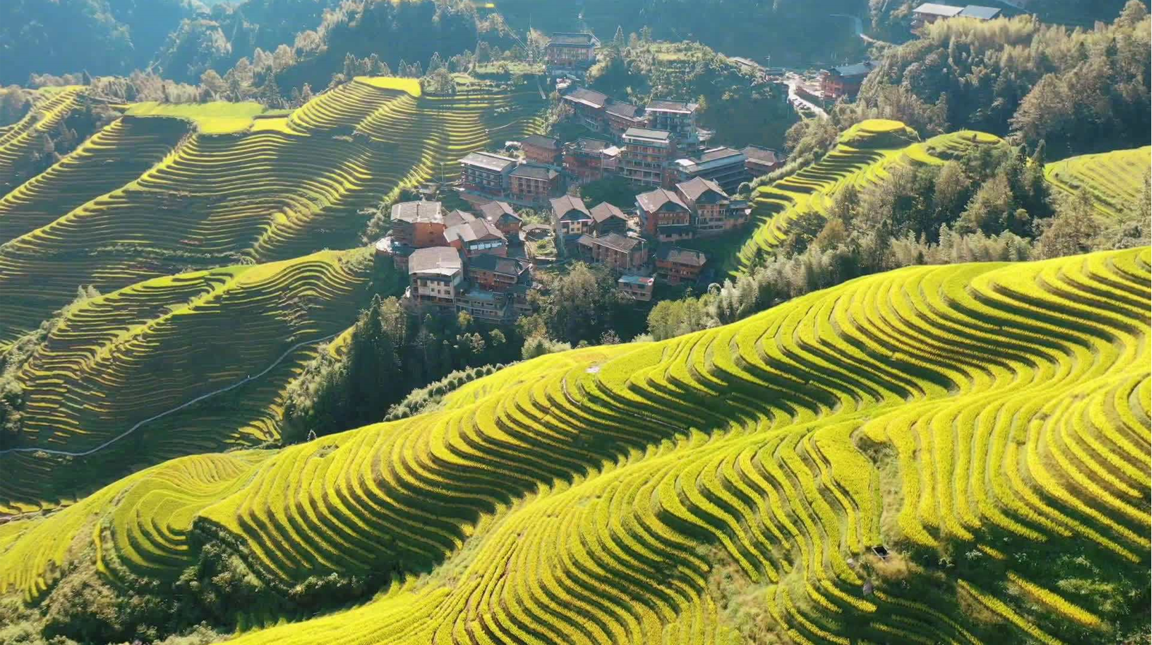 探访壮观的龙脊梯田,欣赏历史悠久的原生态的美景,气势磅礴|龙脊梯田|