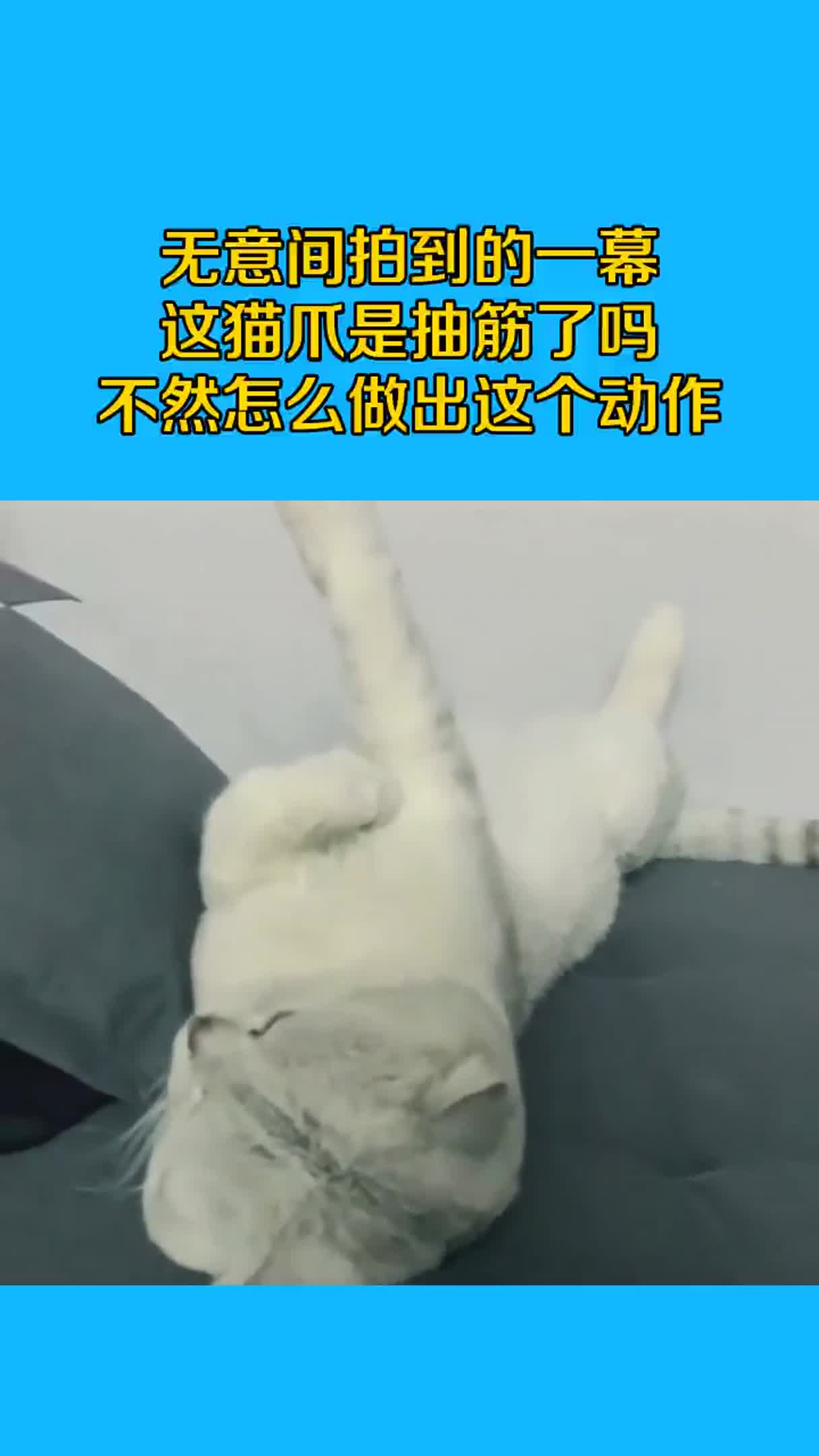 无意间拍到的一幕，这猫爪是抽筋了吗？不然怎么做出这个动作