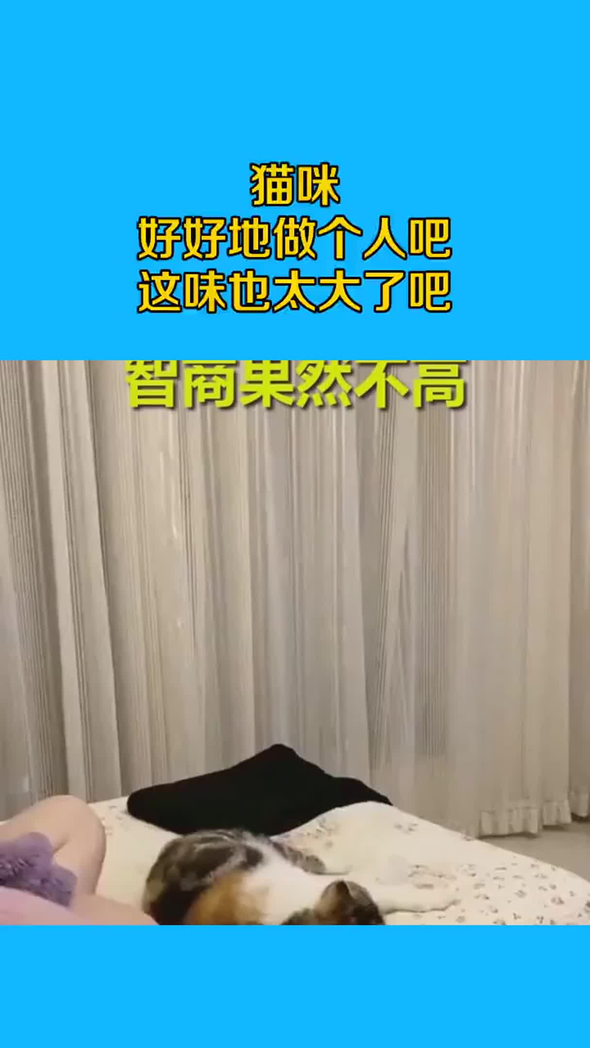 猫咪好好地做个人吧，这味也太大了吧