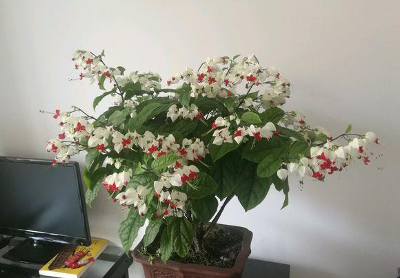 龙吐珠的养殖方法(龙吐珠的养殖方法和注意事项)