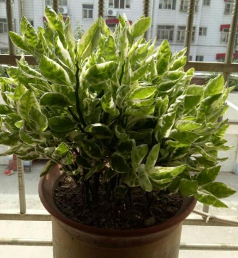 别在室内盆栽红雀珊瑚了,有毒!露天栽种注意4点姿态更美