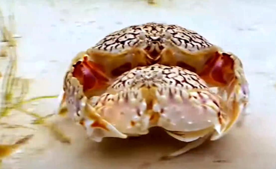 二刺猿男孩子的幻想想当1只馒头蟹抱走自己的二次元老婆