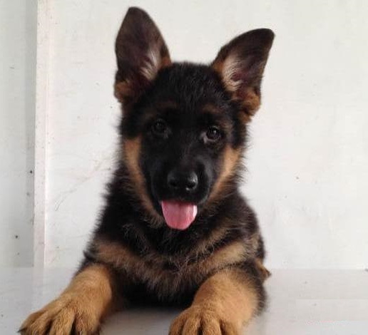 训练德牧幼犬应掌握的三要素时间环境和方法