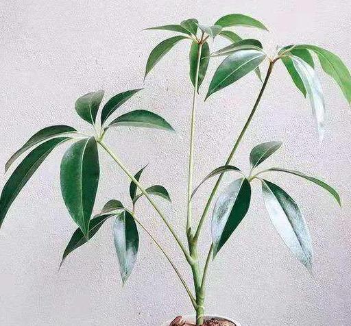文艺or简约?这个满满时髦气息的日系风绿植到底叫什么?__财经头条
