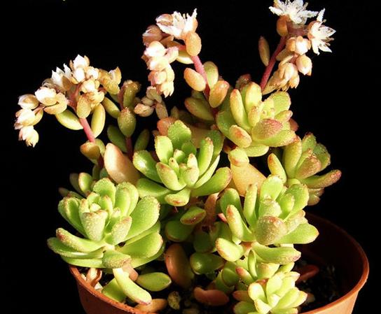 塔洛克春末夏初开花,植株顶端抽生花序,小花星型,前端5裂,白色.