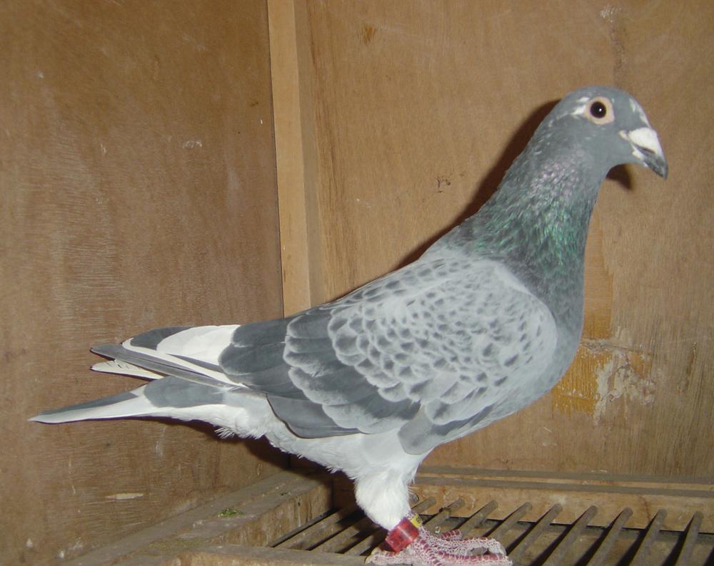 天落鸟配对的几个具体的做法|鸽子|配对|天落鸟_新浪新闻