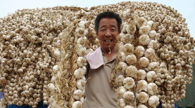 原来保存大蒜一点也不难,不发芽不干瘪,轻松放一冬,随吃随取休闲区蓝鸢梦想 - Www.slyday.coM 原来保存大蒜一点也不难,不发芽不干瘪,轻松放一冬,随吃随取休闲区蓝鸢梦想 - Www.slyday.coM