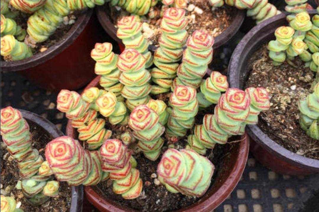 多肉钱串怎么养 才能长满花盆 株型更美观 财经头条 多肉钱串怎么养 才能长满花盆 株型更美观 财经头条