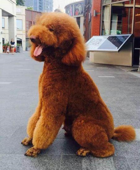 高大上的巨型泰迪犬价格高到6位数饲养费用每月高到4位数