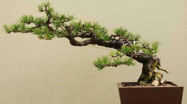 盆景造型:临水式盆景造型有哪些特点?