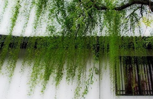 柳树|垂柳|吉祥_新浪新闻