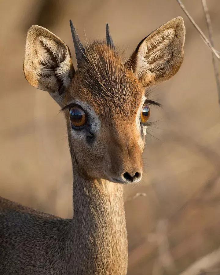 犬羚(Dik-dik )用“眼泪”来标记自己的领地|黑色|气味|物质|来回|柏油_新浪新闻