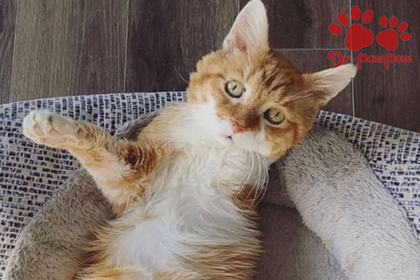 生姜汤怎么做(生姜怎么做好吃)