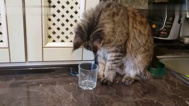 缅因猫用主人的杯子喝水,网友:养猫后果然要用带盖的杯子