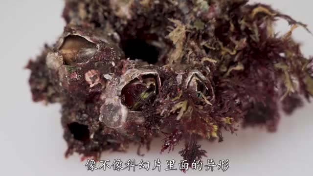 试吃跟异形一样的鹰嘴螺,看了都不敢下嘴,出锅后非常的鲜甜