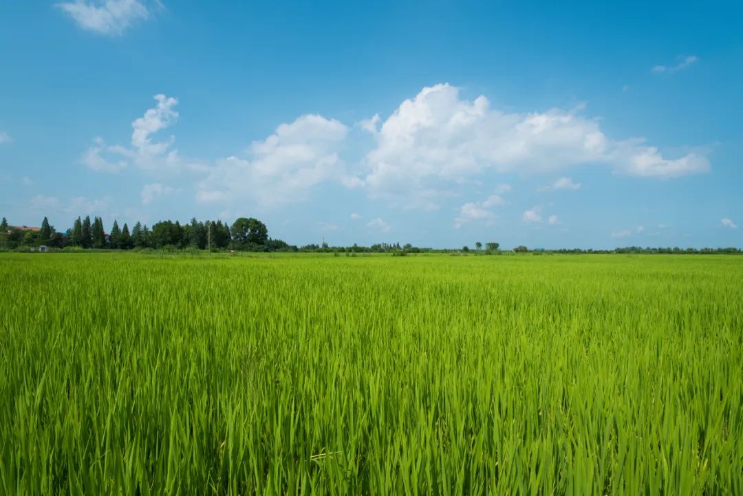 上林禾苗茁壮成长