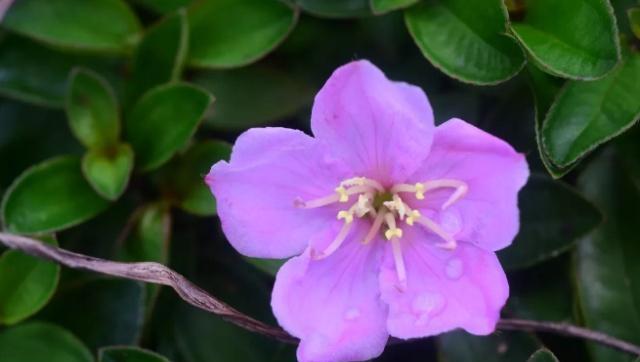 你还记得这种小时候常吃的野果吗?原来还有补血安胎,健脾的功效