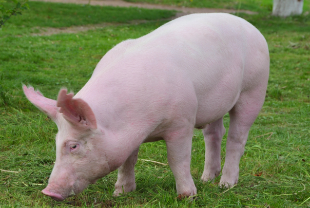 2020年家中有添丁添财之喜,大胖小子,小公主,想啥来啥,另一方面,属猪