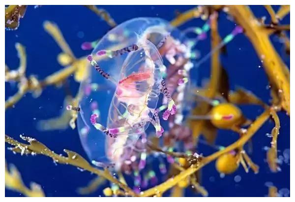 大海那么深,那么跨海大桥的桥墩是怎么打下去的呢?休闲区蓝鸢梦想 - Www.slyday.coM 大海那么深,那么跨海大桥的桥墩是怎么打下去的呢?休闲区蓝鸢梦想 - Www.slyday.coM