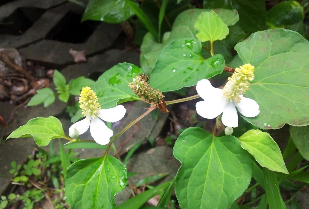 您吃过折耳根吗很别致的味道