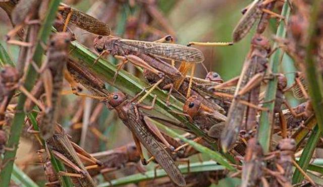 蝗虫大军复活!逼近印度北方邦,印度网友:制造噪音效果甚微!