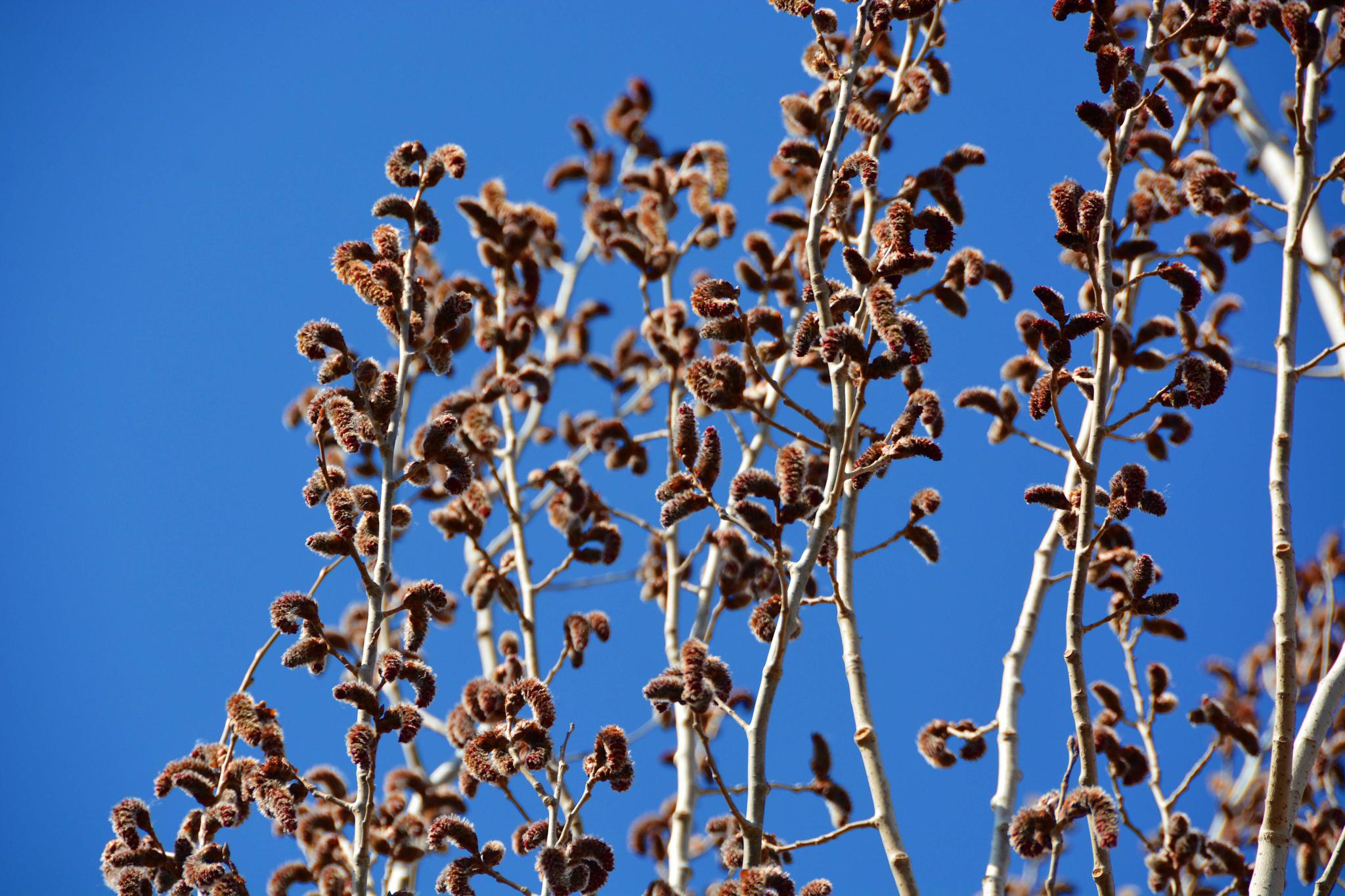北方初春的杨树狗,原创拍摄_高清图集_新浪网