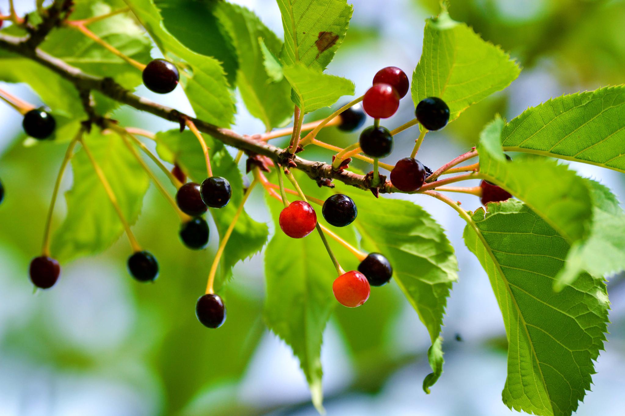 成熟的山樱桃,原创拍摄_高清图集_新浪网