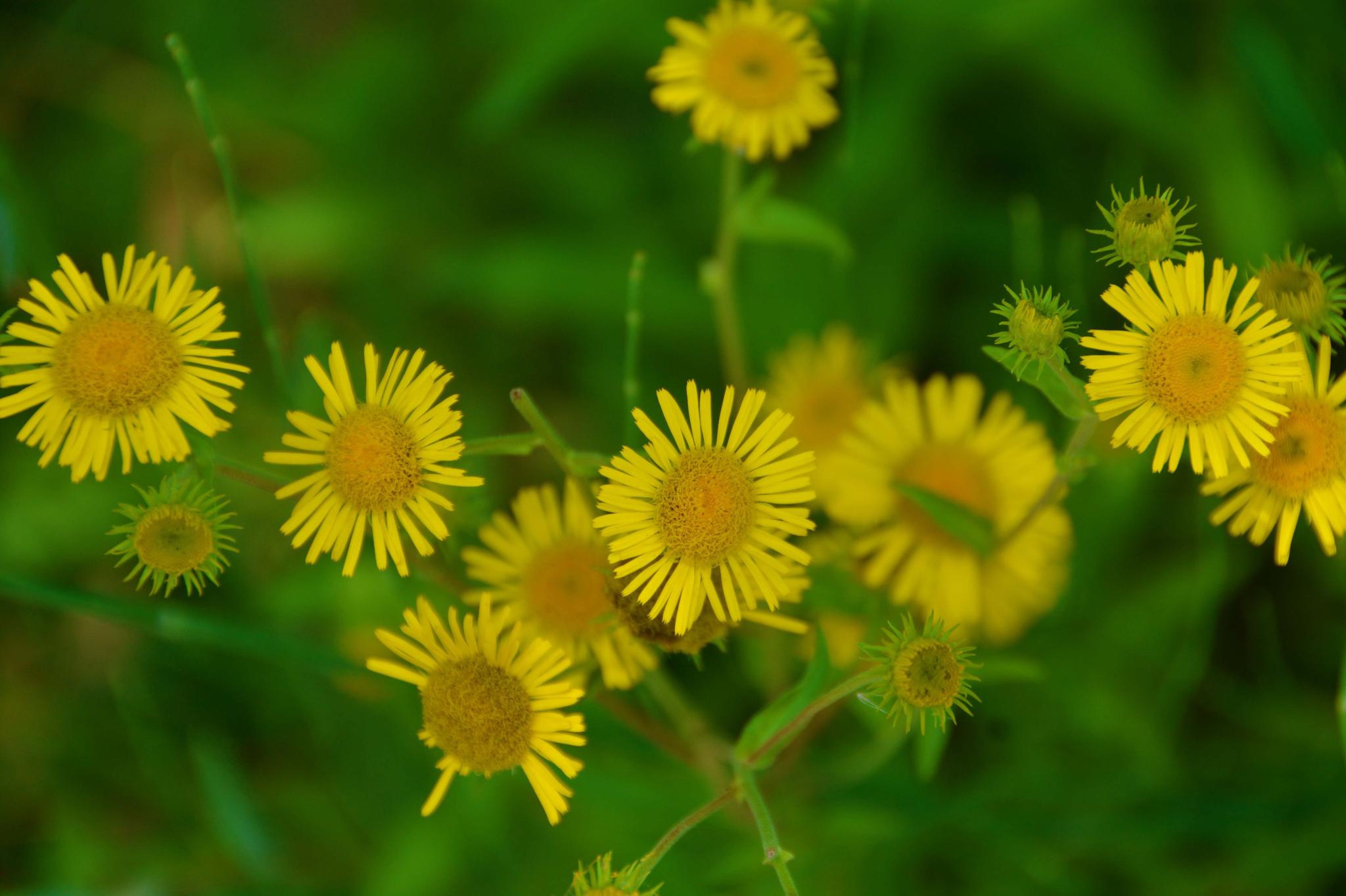 旋覆花又叫金钱花,原创拍摄