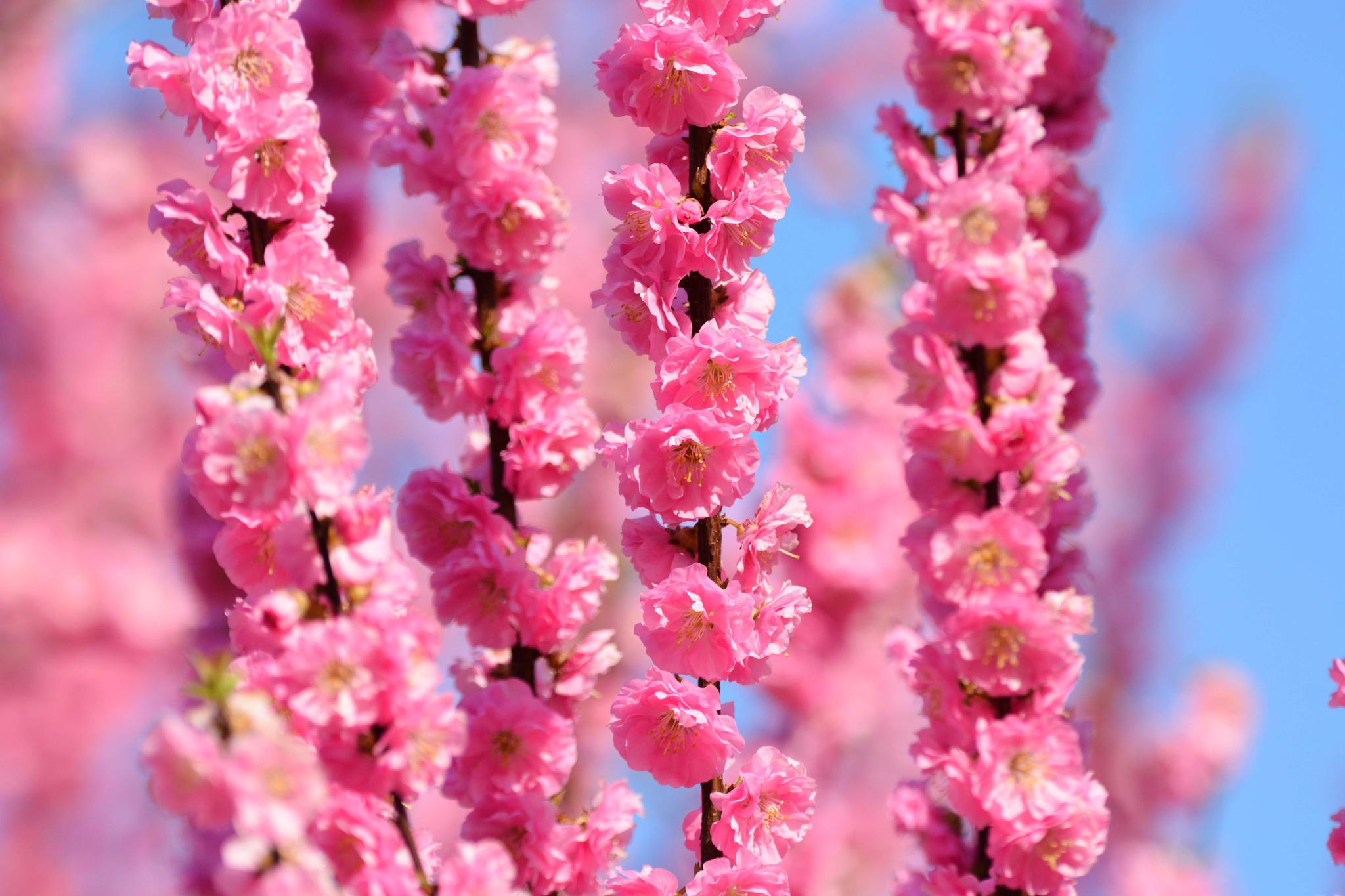 漂亮的榆叶梅,原创拍摄