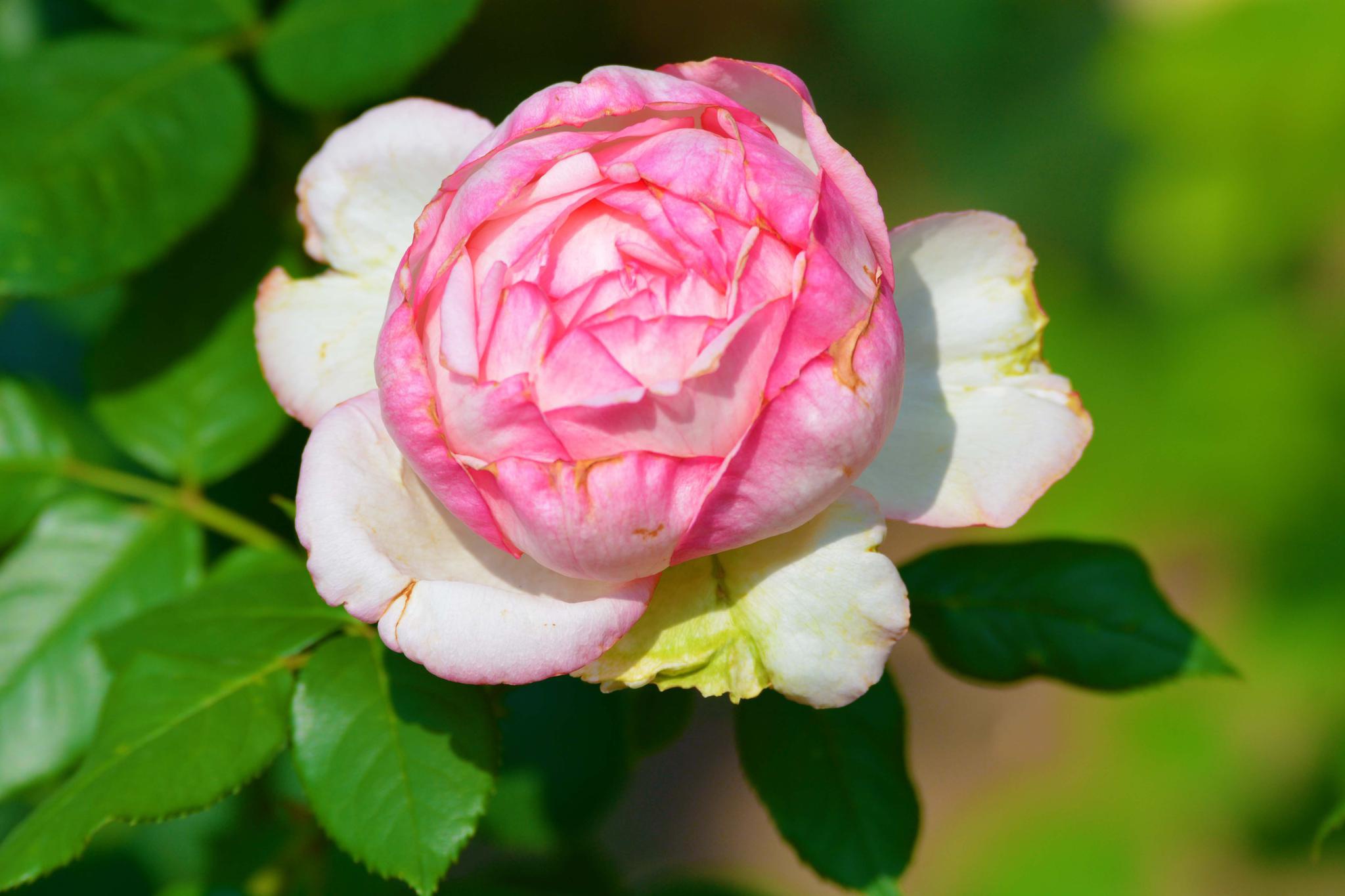 彩色月季花,原创拍摄