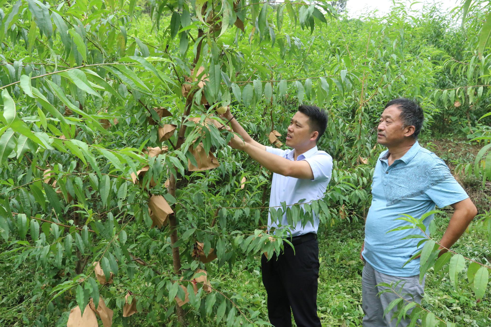 集体有产,饶峰镇光明村6万斤冬桃待认领