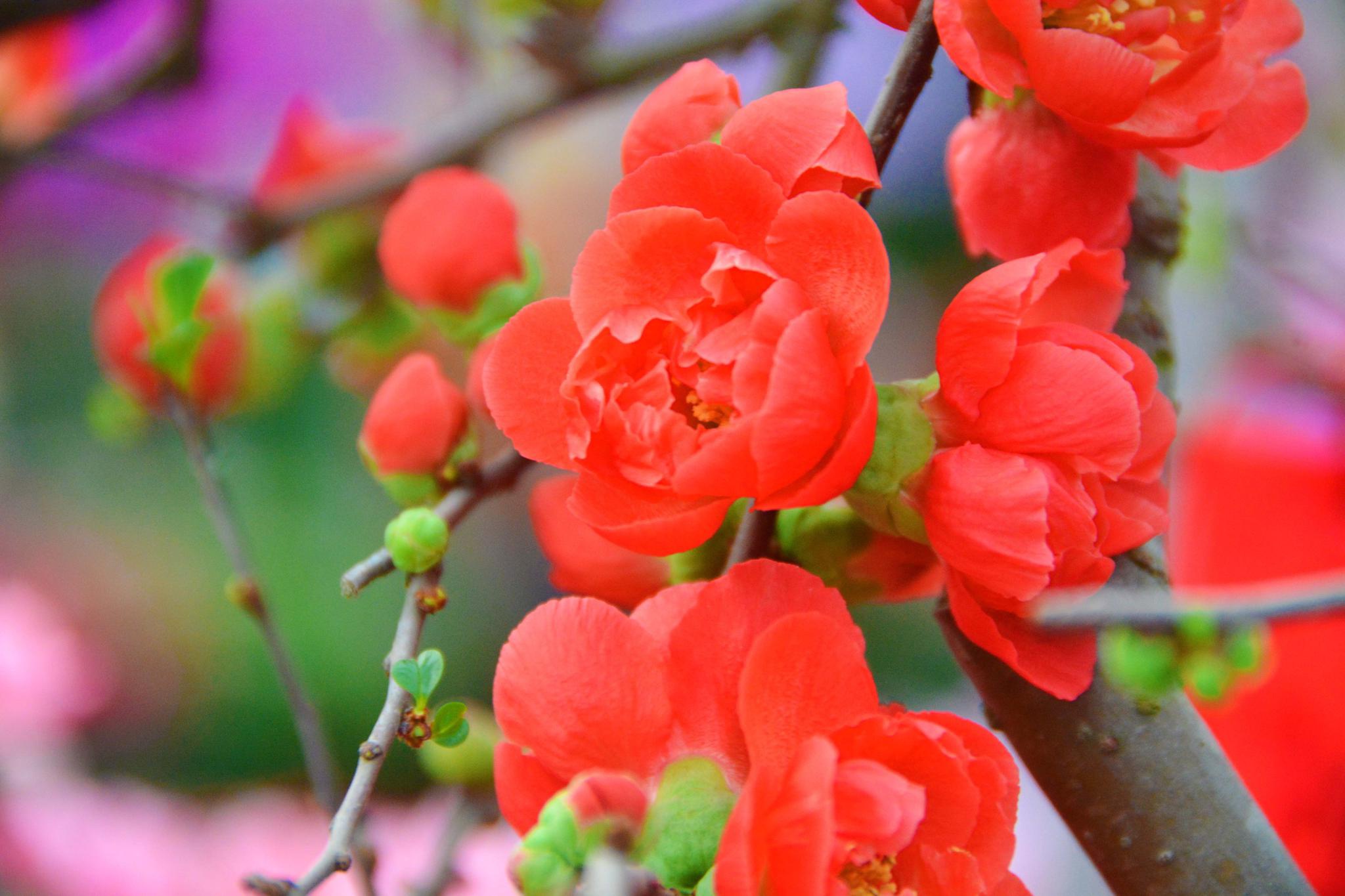 木瓜海棠花原创拍摄