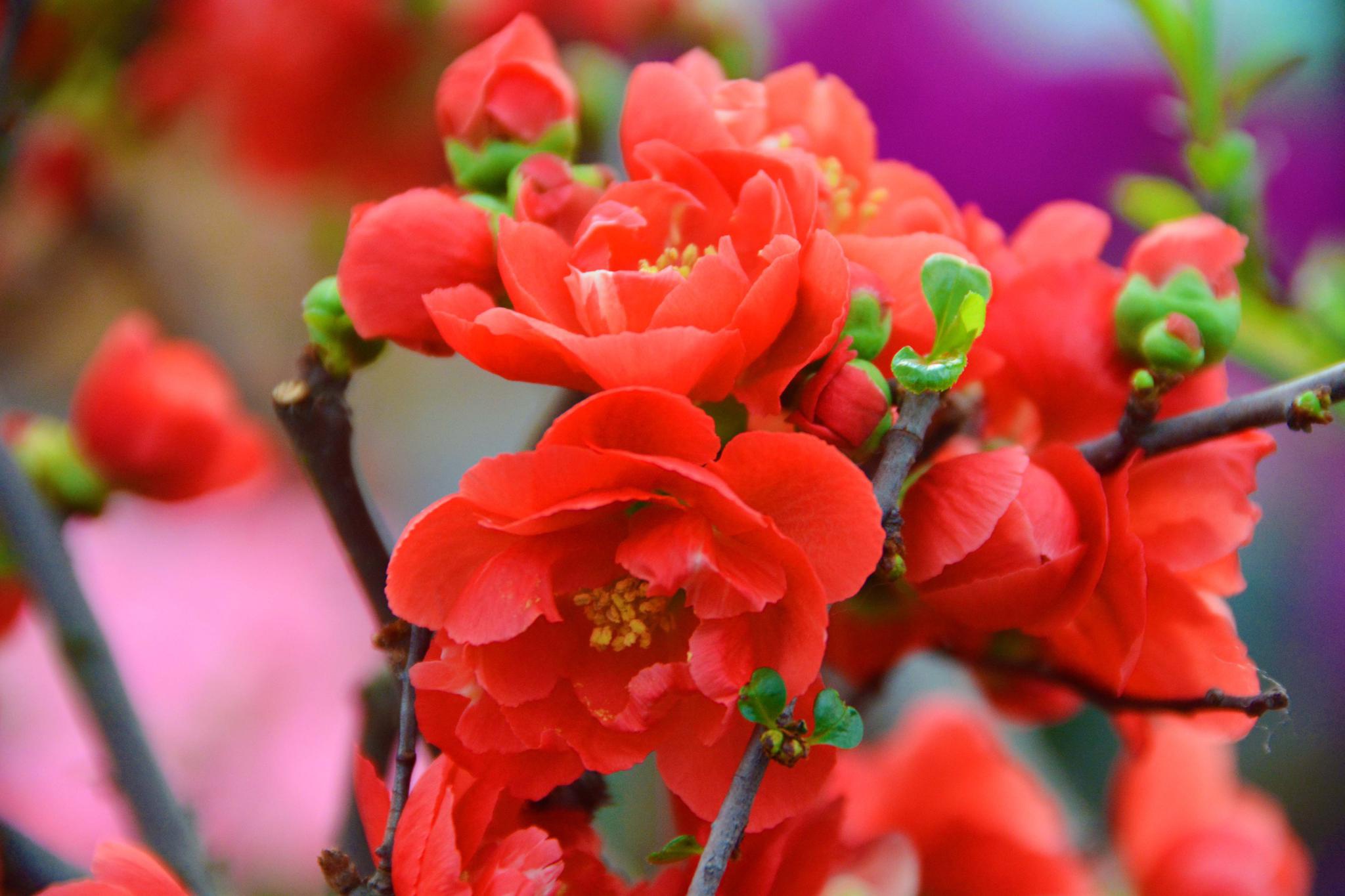 木瓜海棠花原创拍摄