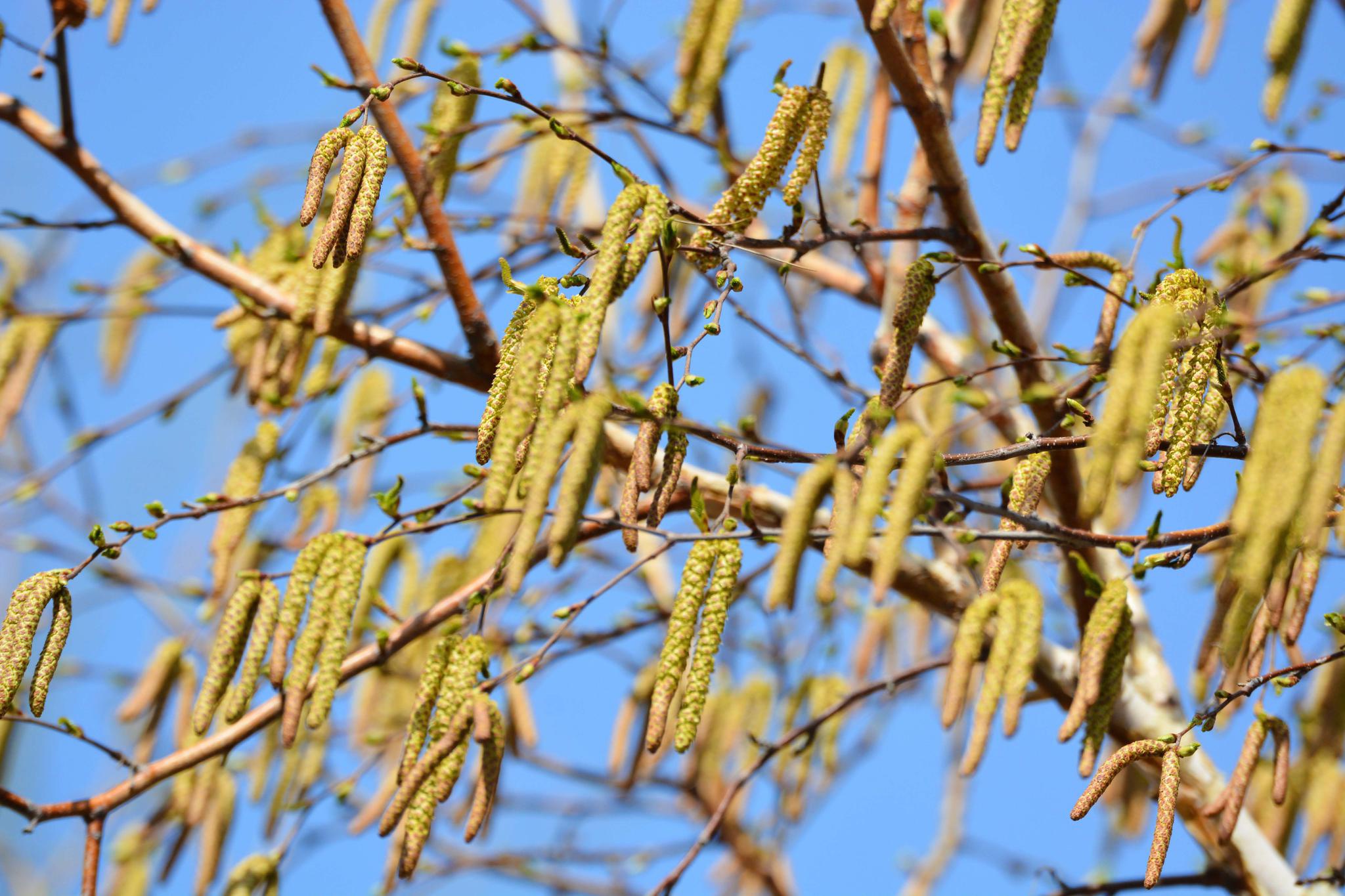 白桦树花穗开满树,原创拍摄