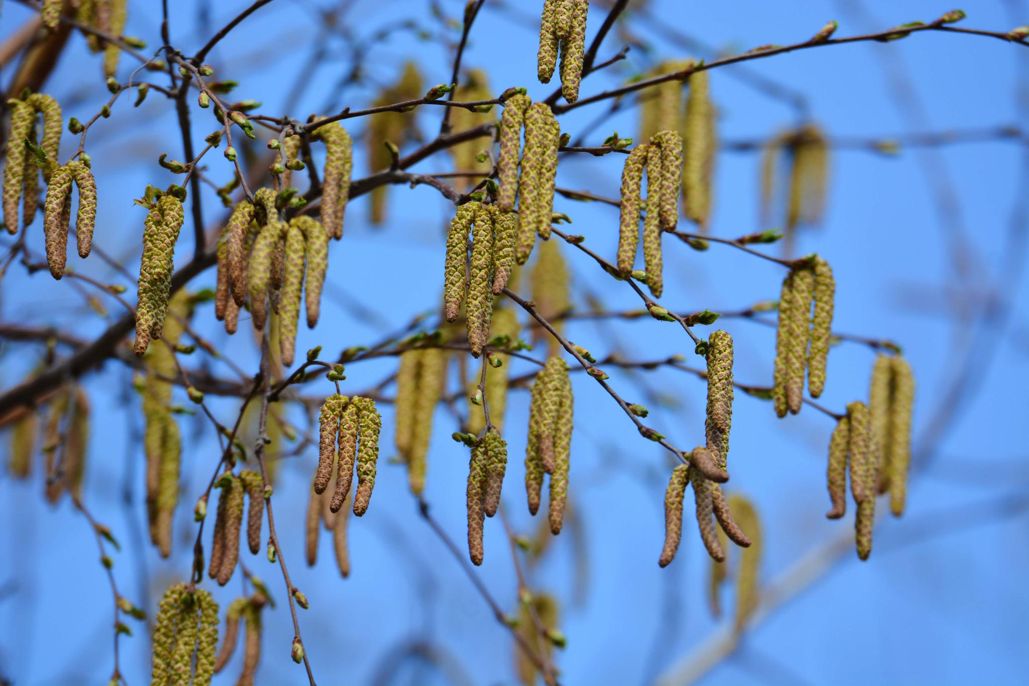 白桦树花穗开满树,原创拍摄