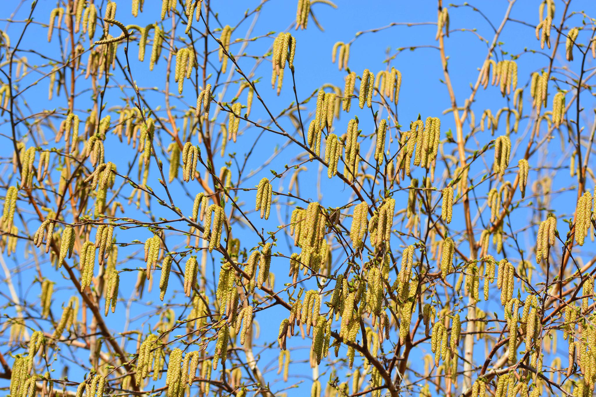 白桦树花穗开满树,原创拍摄