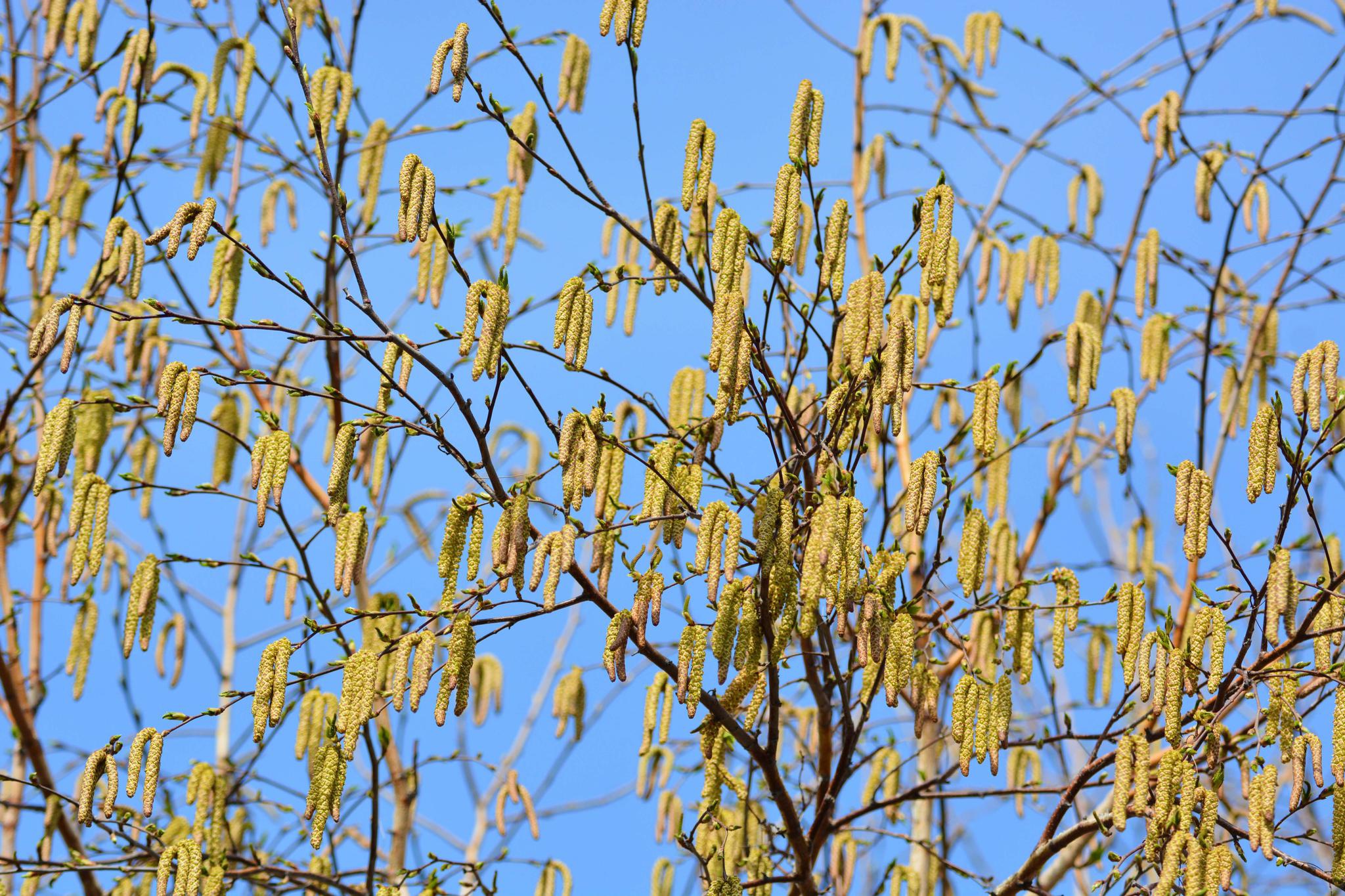 白桦树花穗开满树,原创拍摄