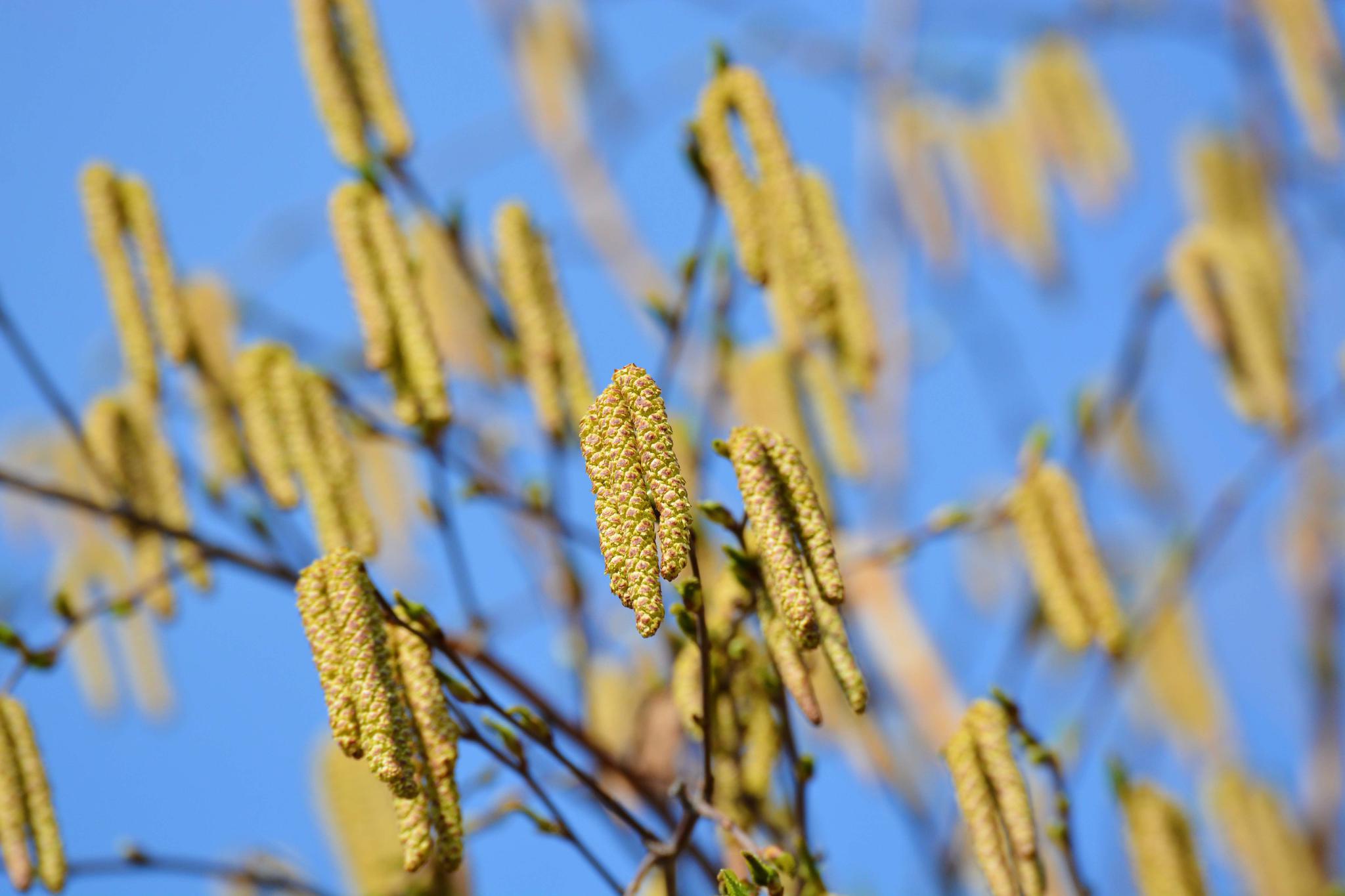 白桦树花穗开满树,原创拍摄