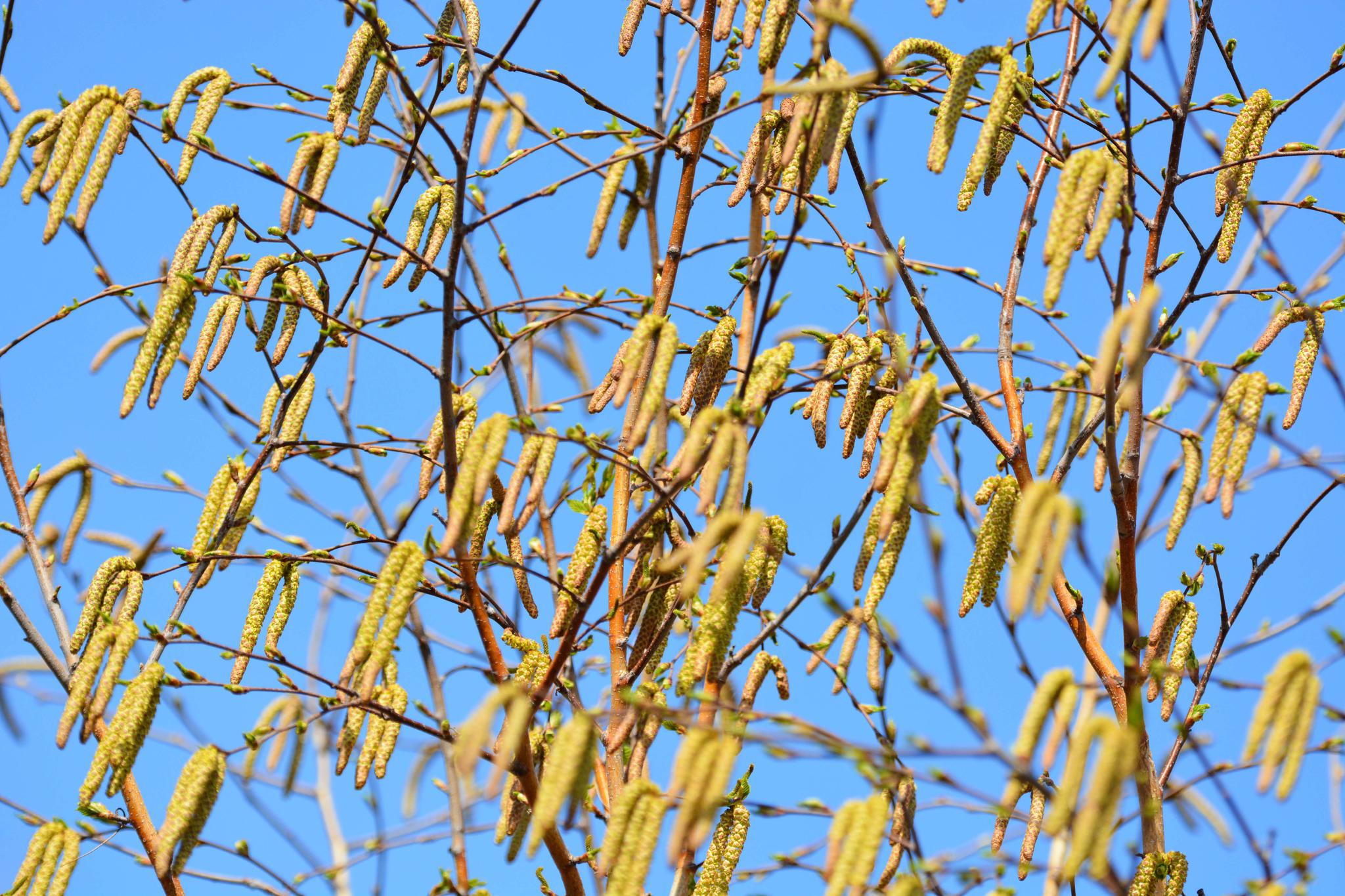 白桦树花穗开满树,原创拍摄