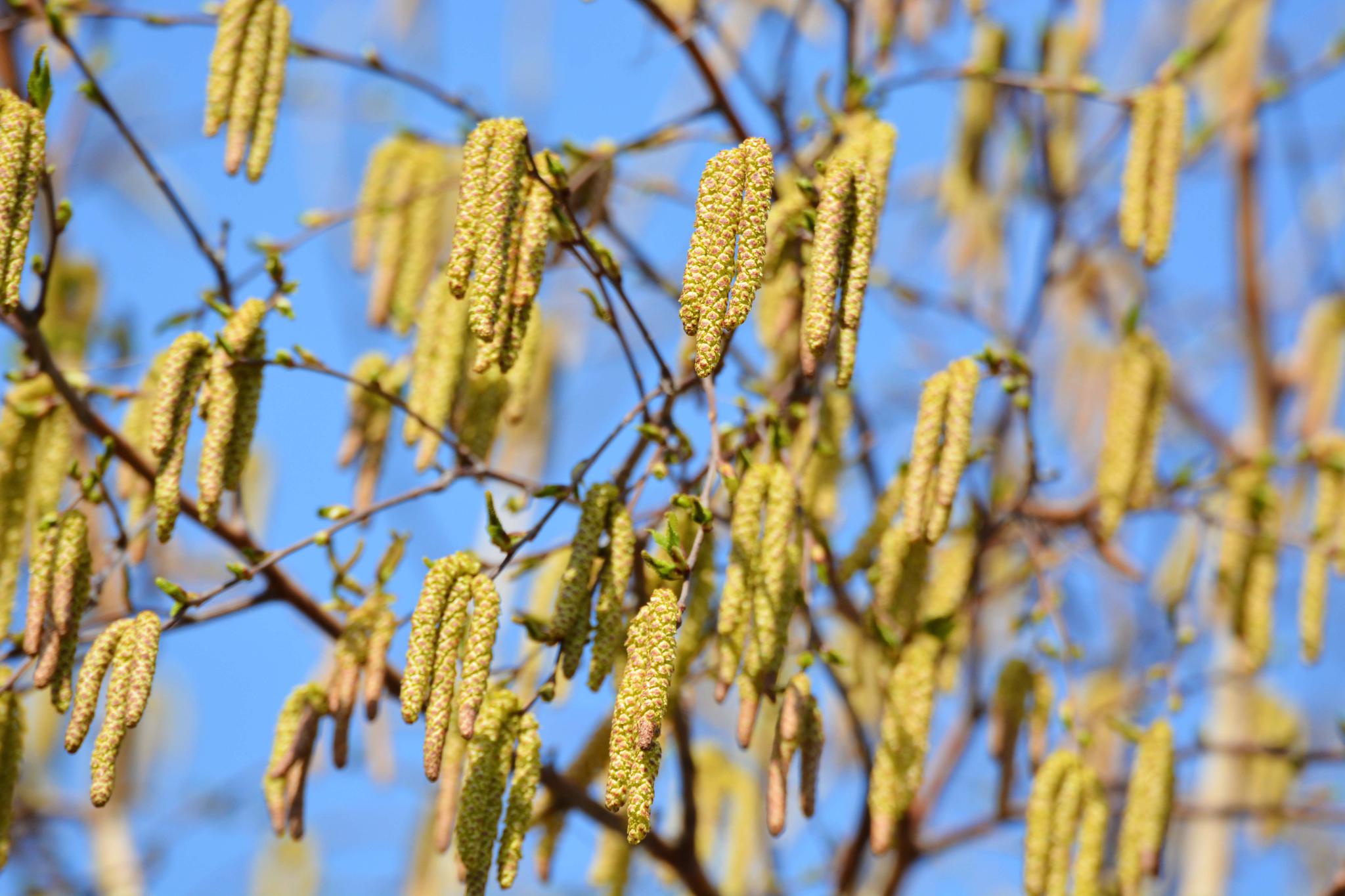 白桦树花穗开满树,原创拍摄