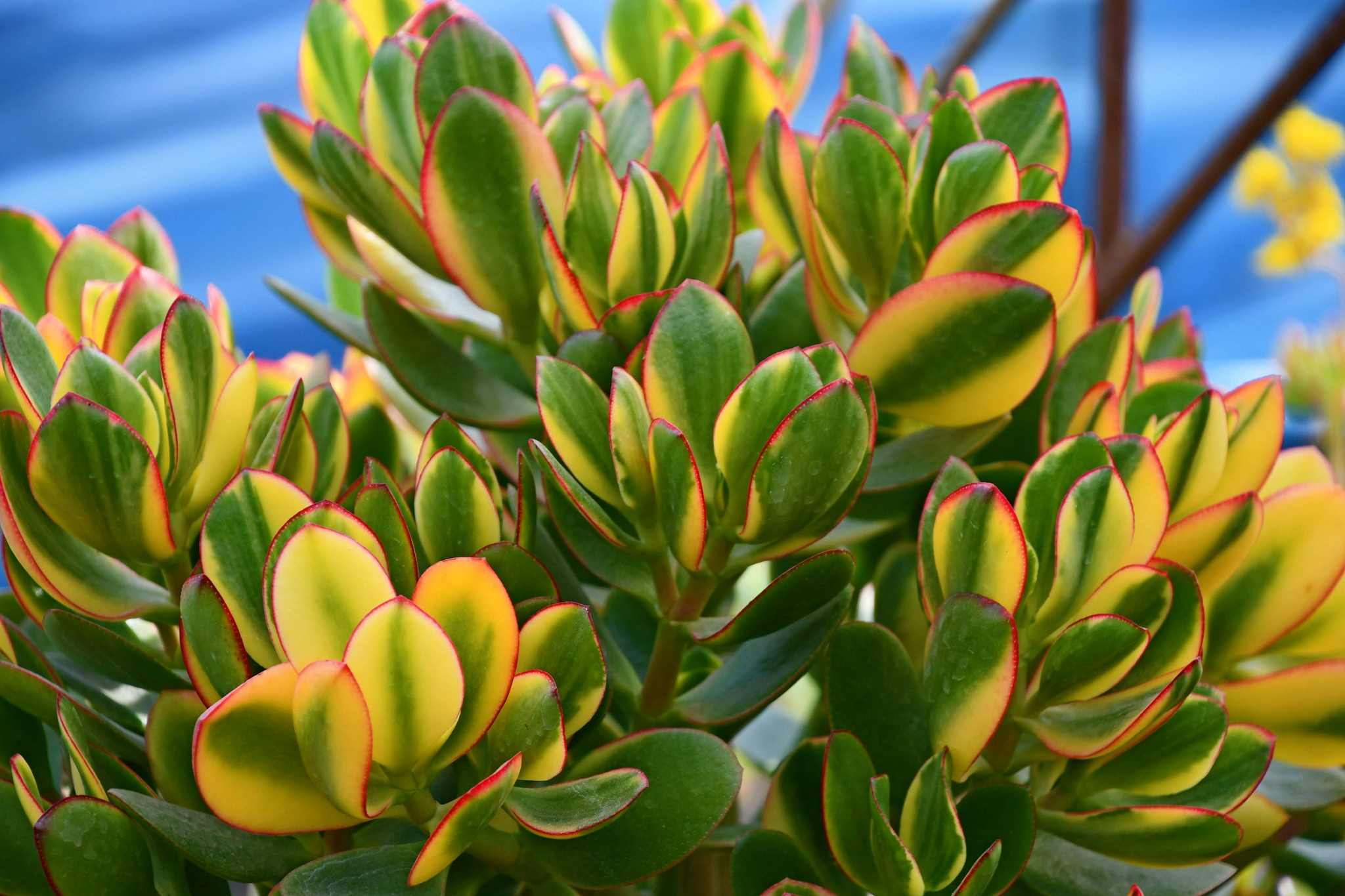 多肉植物黄金花月,原创拍摄