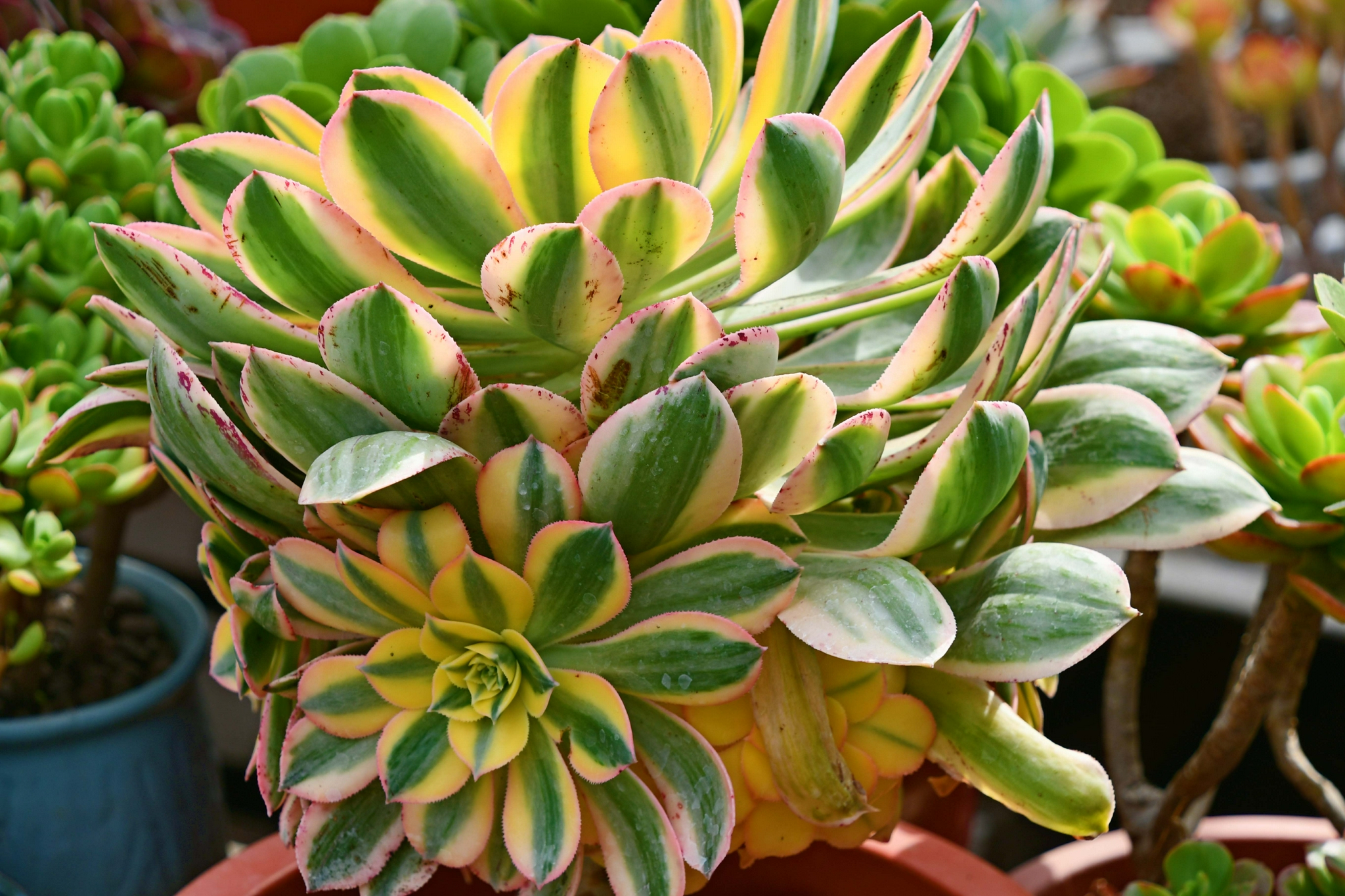 多肉植物黄金花月 原创拍摄 花月 多肉植物 原创 新浪新闻 多肉植物黄金花月 原创拍摄 花月 多肉植物 原创 新浪新闻