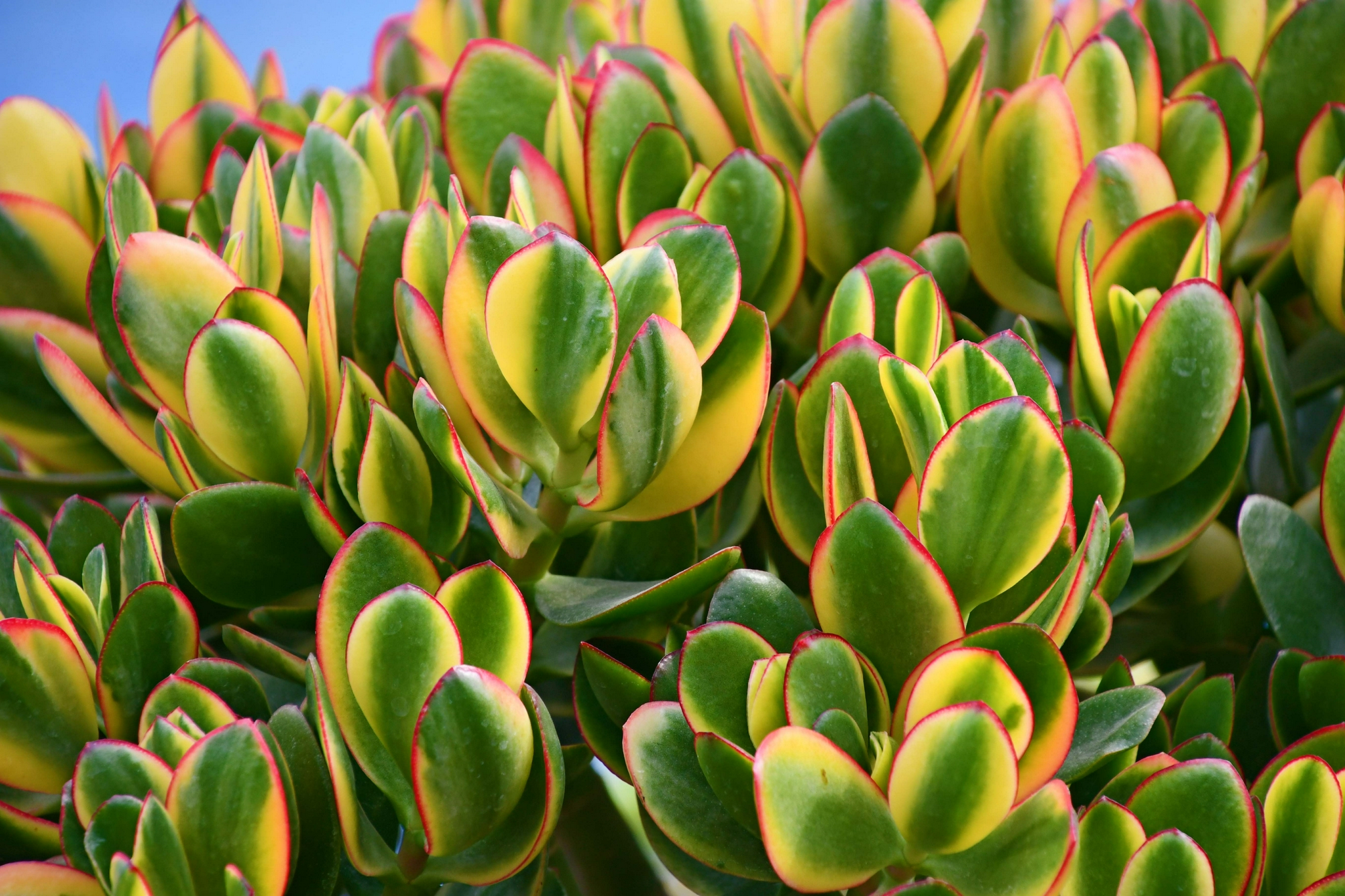 多肉植物黄金花月,原创拍摄