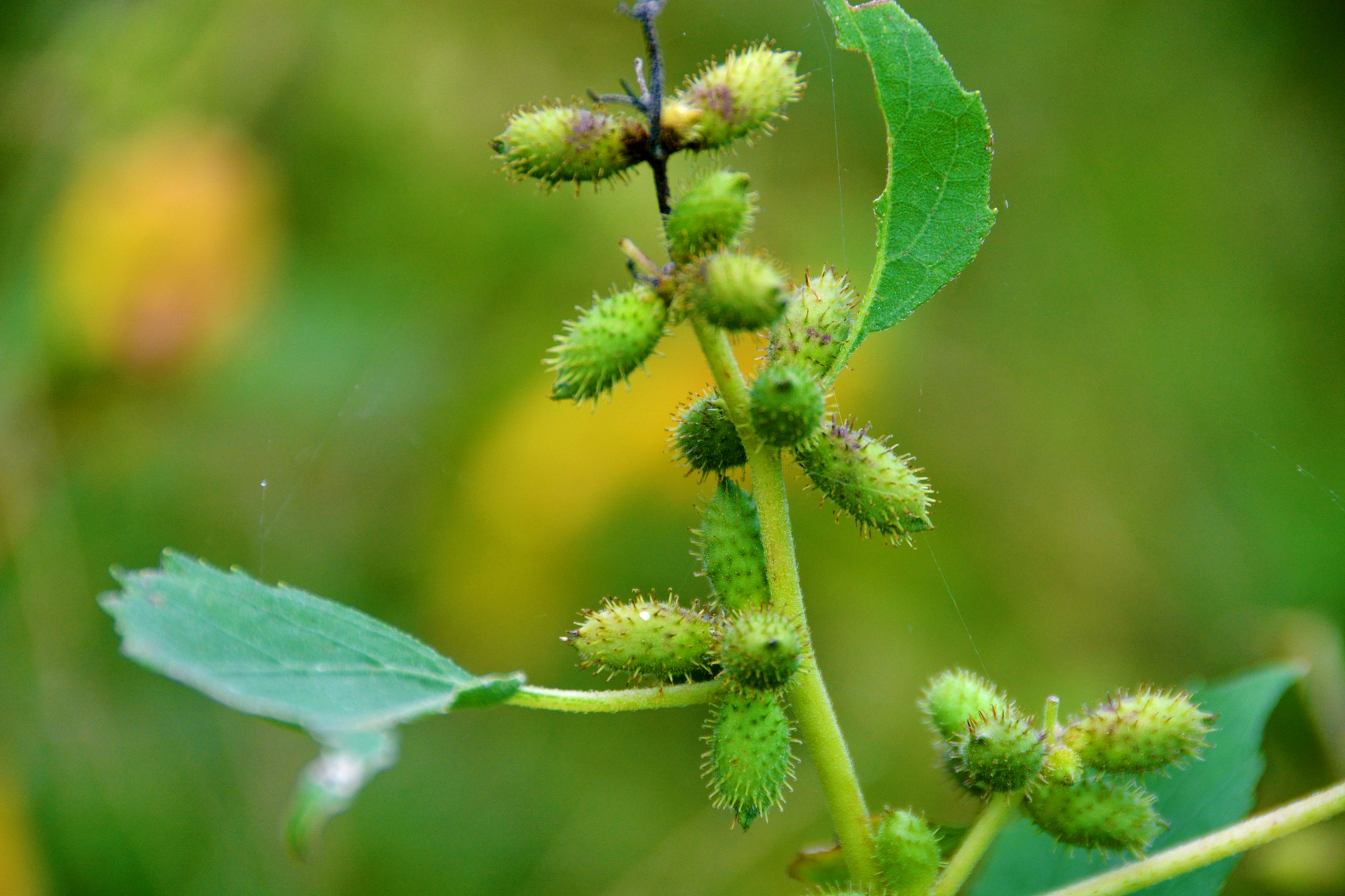 野生植物苍耳原创拍摄