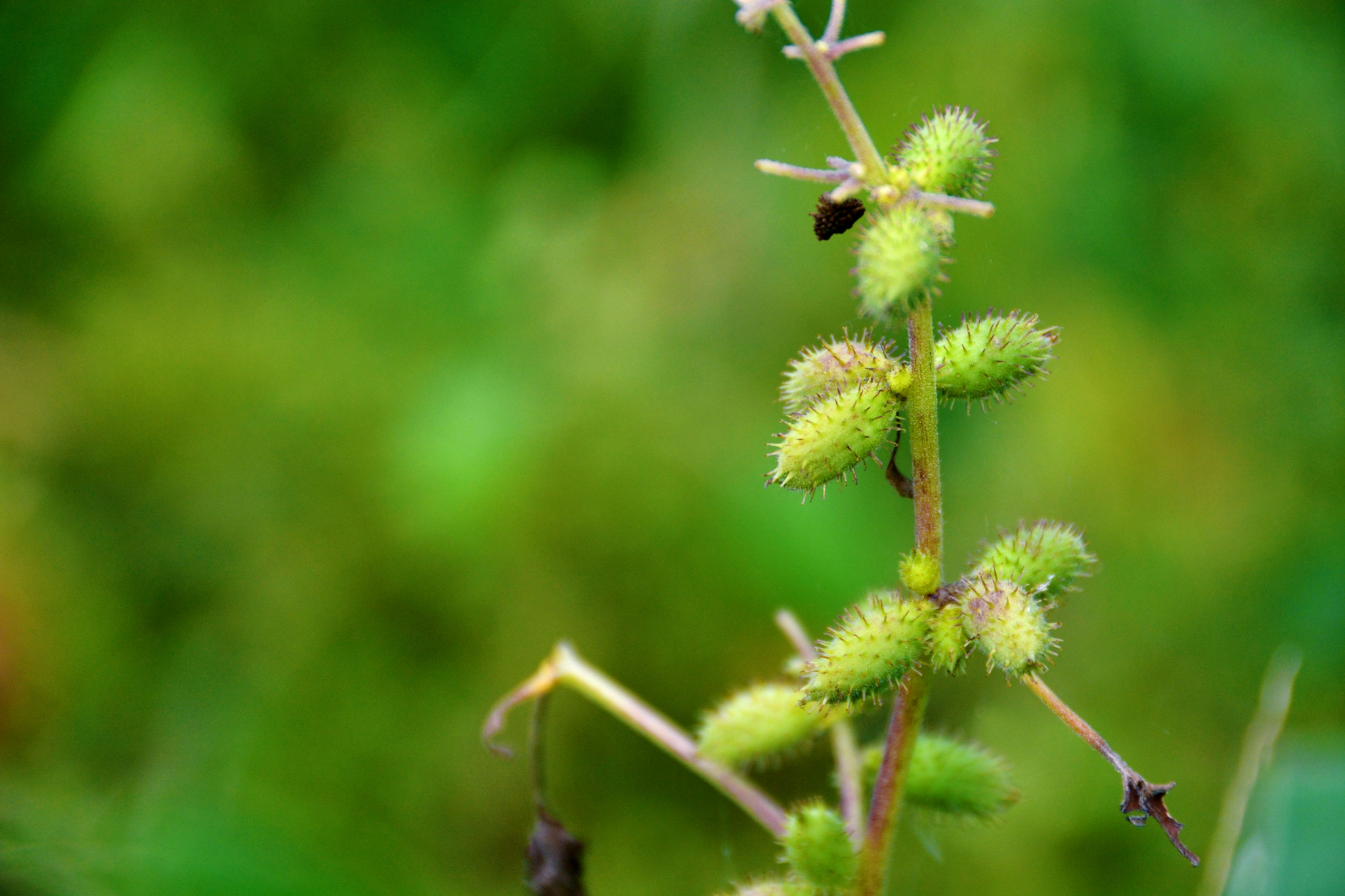 野生植物苍耳原创拍摄