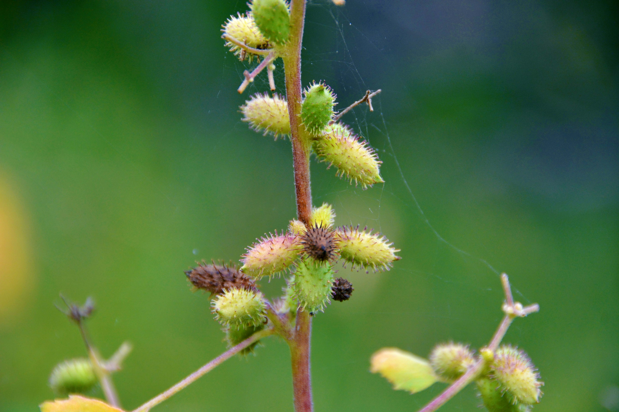 野生植物苍耳原创拍摄