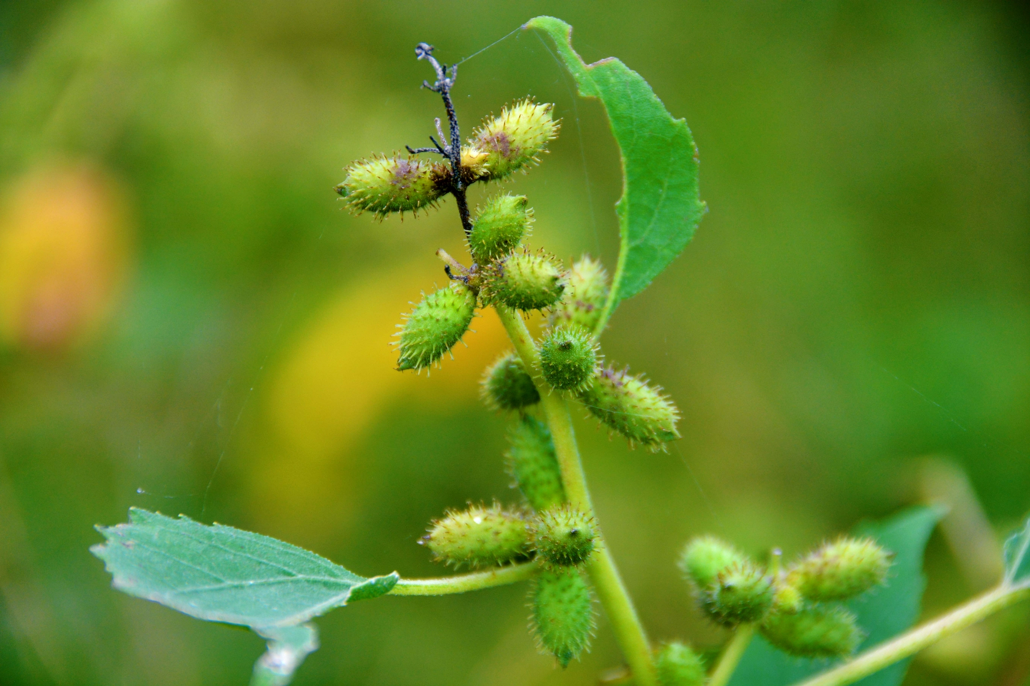 野生植物苍耳原创拍摄