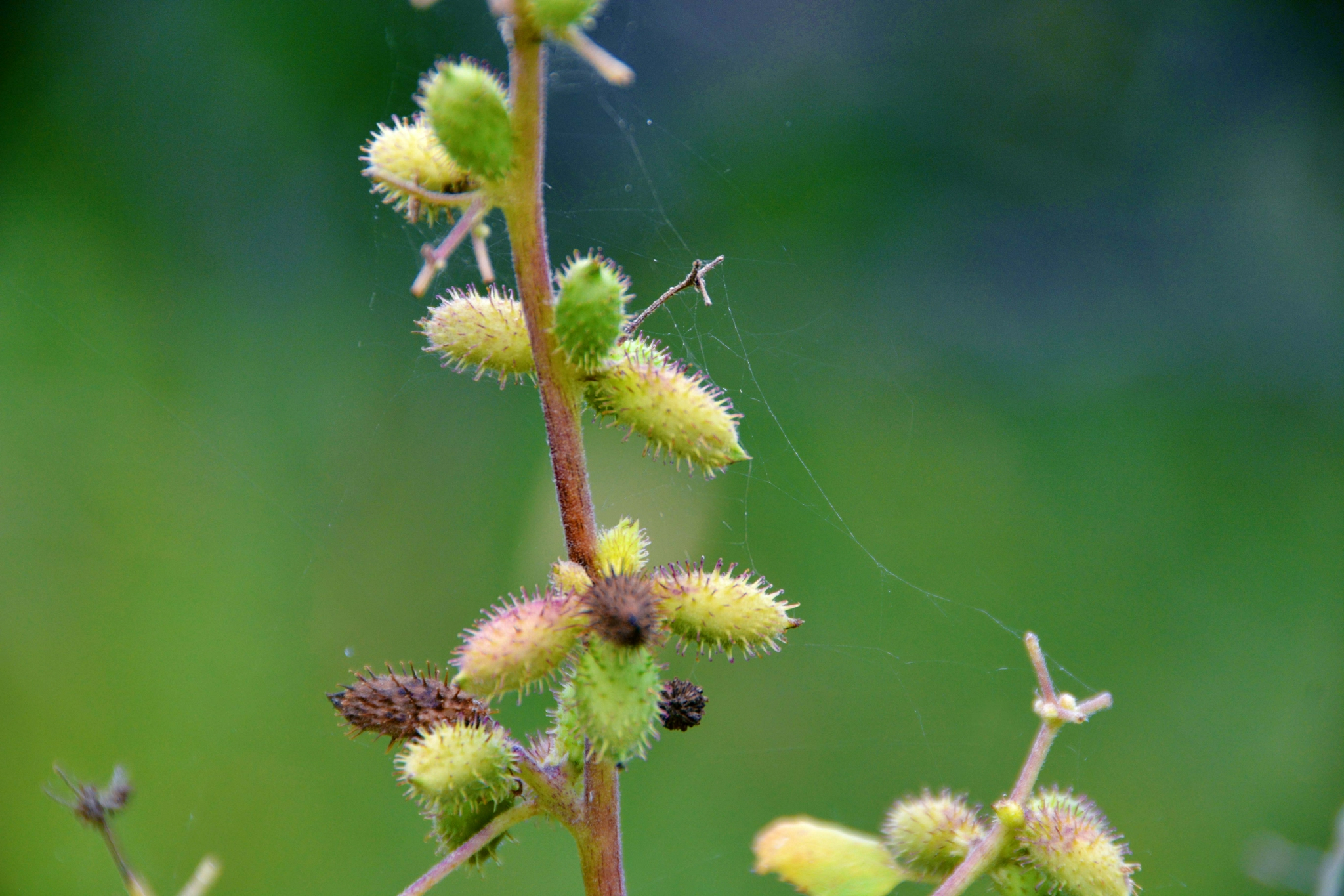 野生植物苍耳原创拍摄